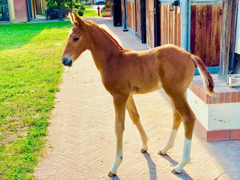 Agriturismo Il Boschetto Ornago المظهر الخارجي الصورة