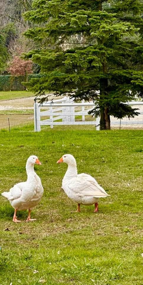 Agriturismo Il Boschetto Ornago المظهر الخارجي الصورة